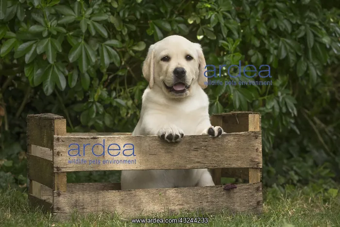  : Yellow Labrador puppy outside