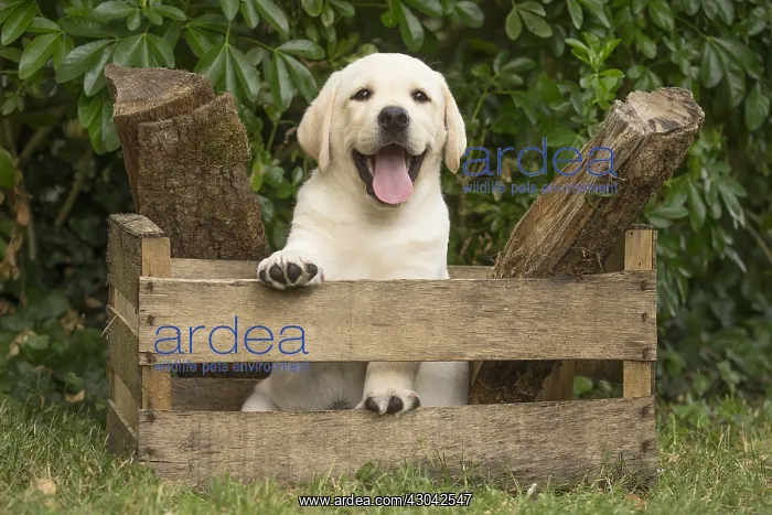: Yellow Labrador puppy outside sitting in a crate : Yellow Labrador puppy outside sitting in a crate