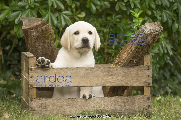 : Yellow Labrador puppy outside sitting in a crate : Yellow Labrador puppy outside sitting in a crate