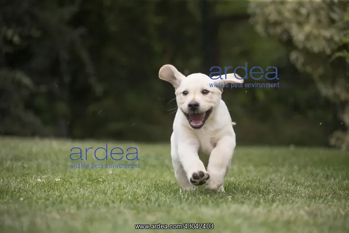  : Yellow Labrador puppy running outside