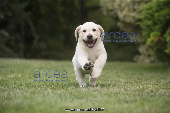  : Yellow Labrador puppy running outside
