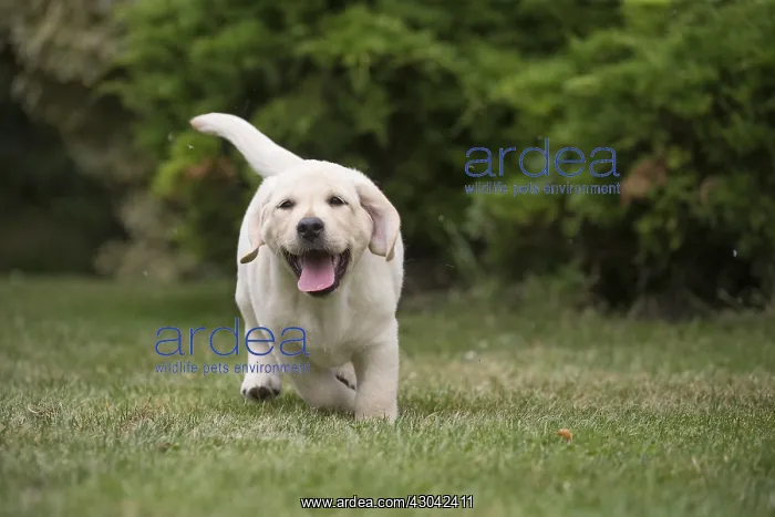  : Yellow Labrador puppy running outside