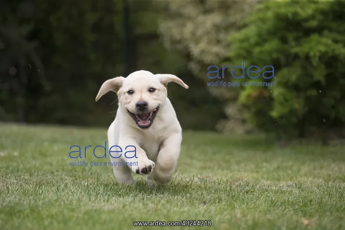  : Yellow Labrador puppy running outside