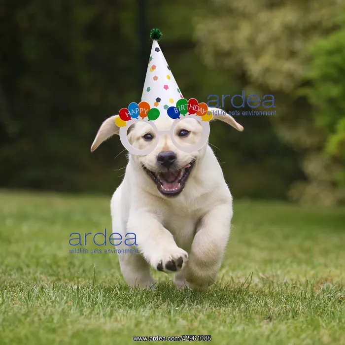 : Yellow Labrador puppy running outside wearing Birthday hat a : Yellow Labrador puppy running outside wearing Birthday hat a