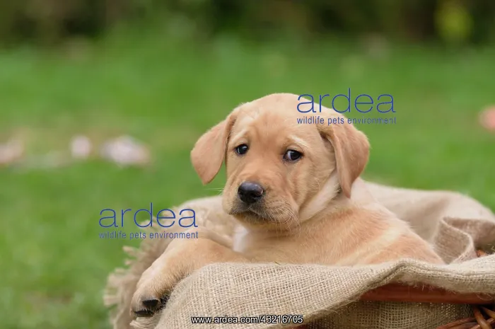 : Yellow Labrador puppy sitting in dog basket Blonder : Yellow Labrador puppy sitting in dog basket Blonder