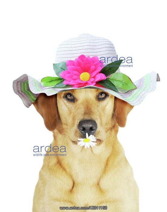 : Yellow Labrador Retriever bitch with a flower : Yellow Labrador Retriever bitch with a flower