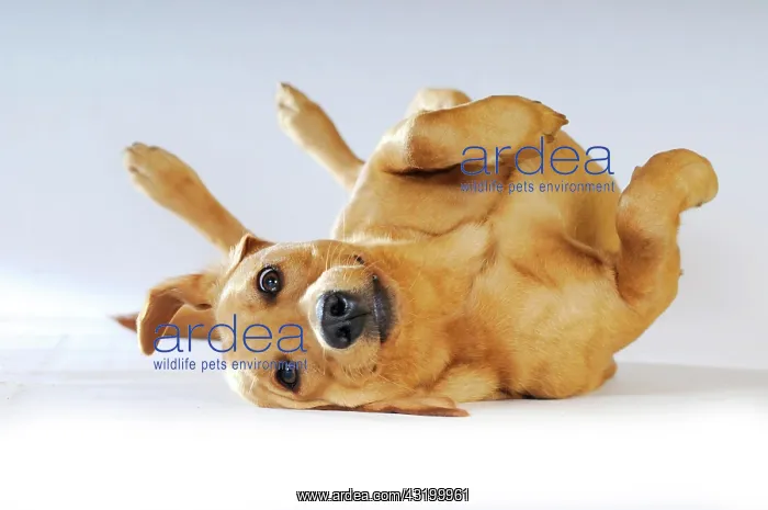 : Yellow Labrador Retriever bitch lying on its back : Yellow Labrador Retriever bitch lying on its back