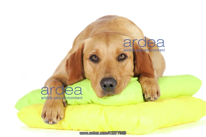 : Yellow Labrador Retriever bitch lying on two pillows : Yellow Labrador Retriever bitch lying on two pillows