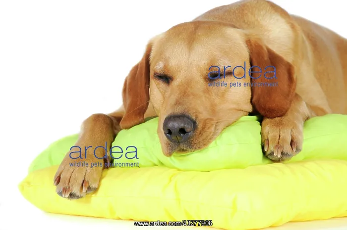  : Yellow Labrador Retriever bitch sleeping on cushions
