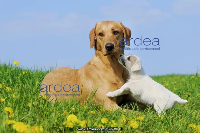 : Yellow Labrador Retriever dog, bitch, lying on a : Yellow Labrador Retriever dog, bitch, lying on a