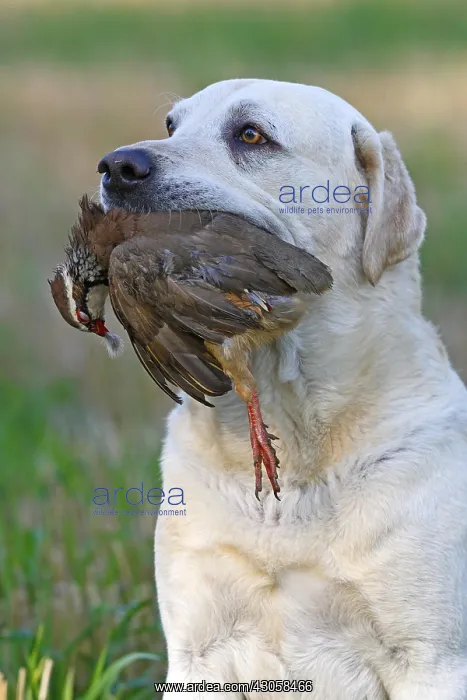 : Yellow Labrador retriever with game (Red-legged partridge) : Yellow Labrador retriever with game (Red-legged partridge)