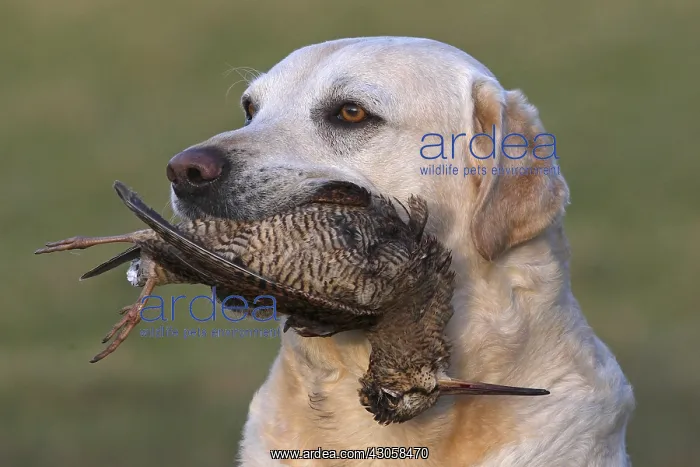 : Yellow Labrador retriever with game (Woodcok) GB : Yellow Labrador retriever with game (Woodcok) GB