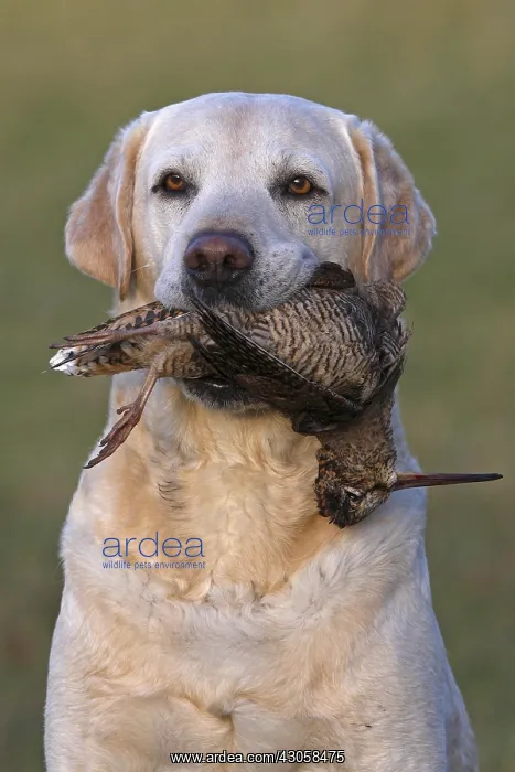 : Yellow Labrador retriever with game (Woodcok) GB : Yellow Labrador retriever with game (Woodcok) GB