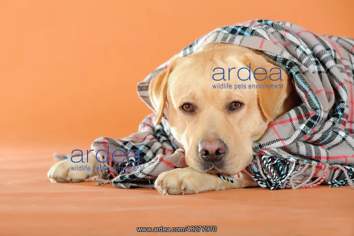 : Yellow Labrador Retriever lying under a plaid blanket : Yellow Labrador Retriever lying under a plaid blanket