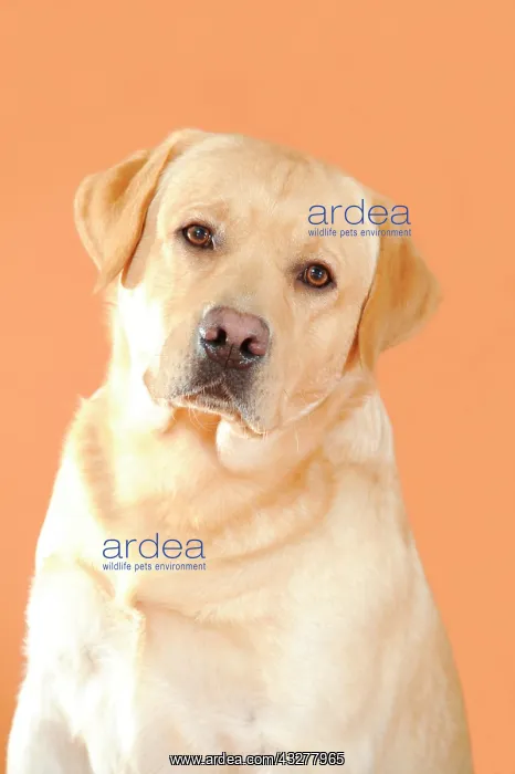 : Yellow Labrador Retriever, portrait : Yellow Labrador Retriever, portrait