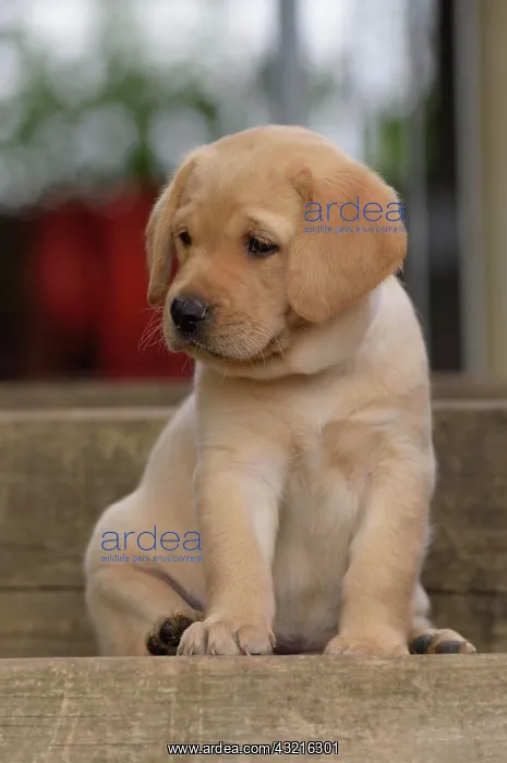 : Yellow Labrador Retriever puppy sitting on step : Yellow Labrador Retriever puppy sitting on step