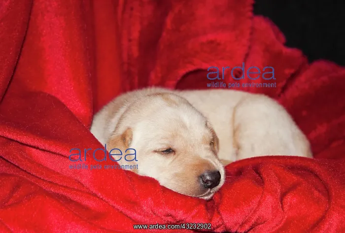 : A Yellow Labrador Retriever sleeping on : A Yellow Labrador Retriever sleeping on