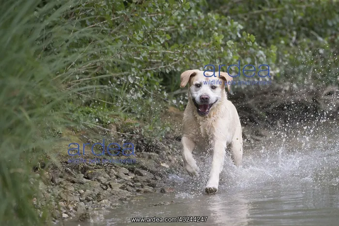  : Yellow Labrador running through water