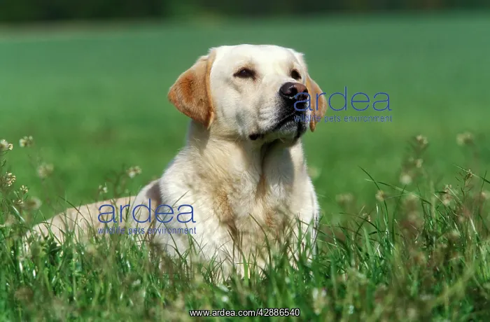  : Yellow Labradors