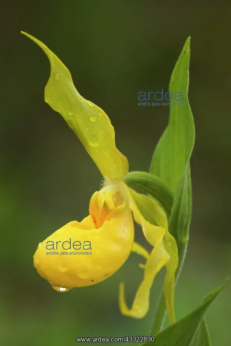 : Yellow Lady Slipper Orchid - (pubescens, greater : Yellow Lady Slipper Orchid - (pubescens, greater