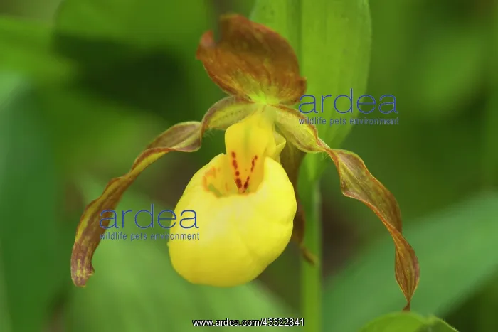 : Yellow Lady Slipper Orchid - (pubescens, greater : Yellow Lady Slipper Orchid - (pubescens, greater