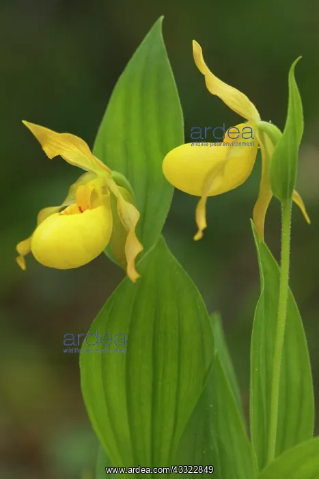 : Yellow Lady Slipper Orchid - (pubescens, greater : Yellow Lady Slipper Orchid - (pubescens, greater