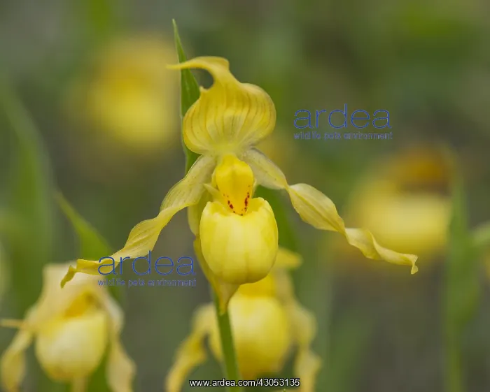 : Yellow Lady Slipper or Yellow Lady's slipper orchid : Yellow Lady Slipper or Yellow Lady's slipper orchid