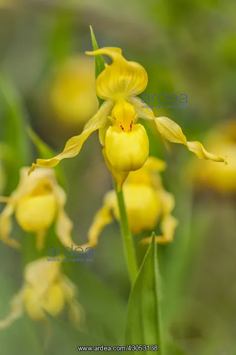 : Yellow Lady Slipper or Yellow Lady's slipper orchid : Yellow Lady Slipper or Yellow Lady's slipper orchid