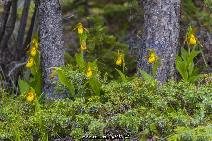 : Yellow Lady Slipper or Yellow Lady's slipper orchid : Yellow Lady Slipper or Yellow Lady's slipper orchid
