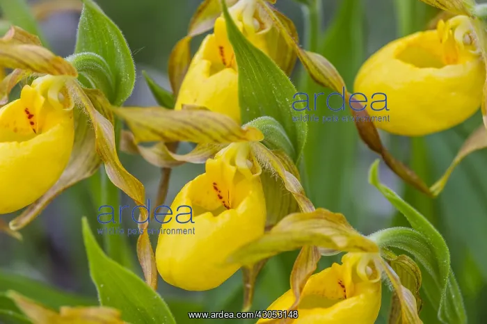  : Yellow Lady Slipper or Yellow Lady's slipper orchid