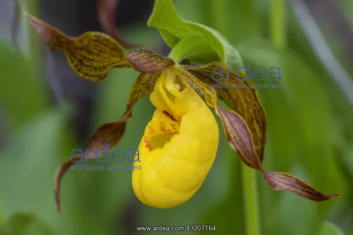 : Yellow Lady Slipper or Yellow Lady's slipper orchid : Yellow Lady Slipper or Yellow Lady's slipper orchid