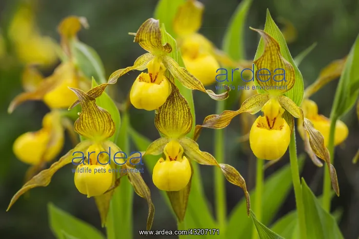 : Yellow Lady Slipper or Yellow Lady's slipper orchid : Yellow Lady Slipper or Yellow Lady's slipper orchid