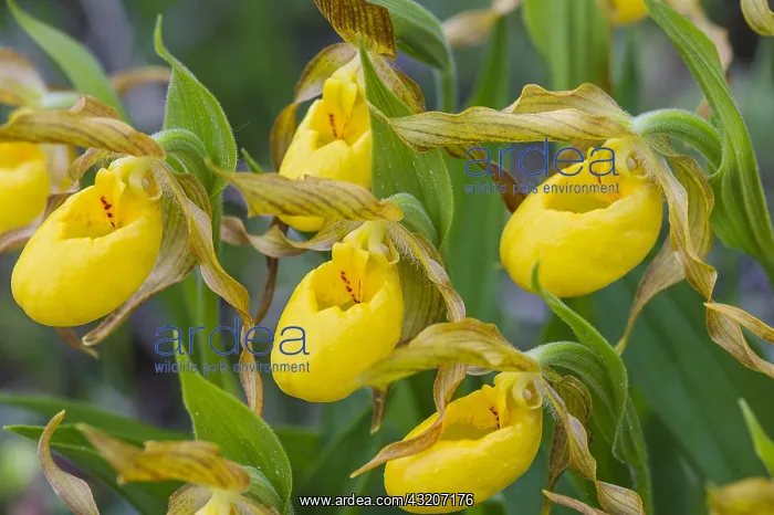  : Yellow Lady Slipper or Yellow Lady's slipper orchid