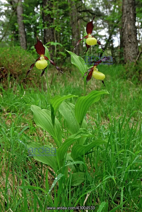 : Yellow Ladys Slipper Orchid : Yellow Ladys Slipper Orchid