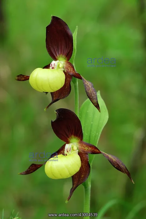: Yellow Ladys Slipper Orchid : Yellow Ladys Slipper Orchid