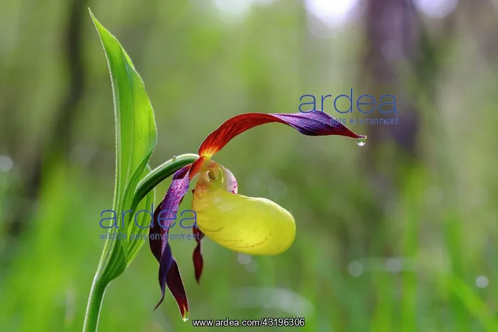 : Yellow lady's slipper orchid (Cypripedium calceolus) : Yellow lady's slipper orchid (Cypripedium calceolus)