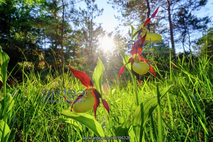 : Yellow lady's slipper orchid (Cypripedium calceolus) : Yellow lady's slipper orchid (Cypripedium calceolus)