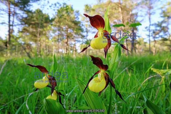 : Yellow lady's slipper orchid (Cypripedium calceolus) : Yellow lady's slipper orchid (Cypripedium calceolus)