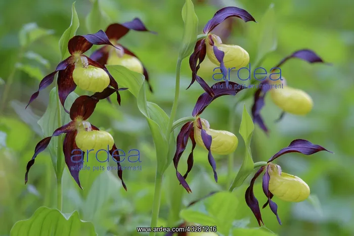 : Yellow lady's slipper orchid (Cypripedium calceolus) : Yellow lady's slipper orchid (Cypripedium calceolus)