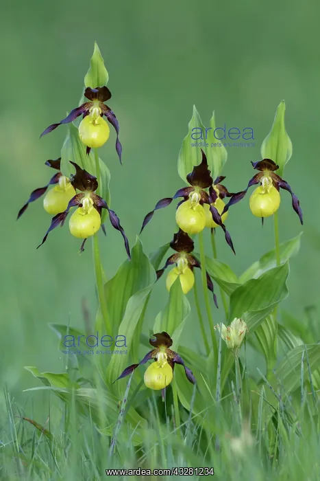 : Yellow lady's slipper orchid (Cypripedium calceolus) : Yellow lady's slipper orchid (Cypripedium calceolus)