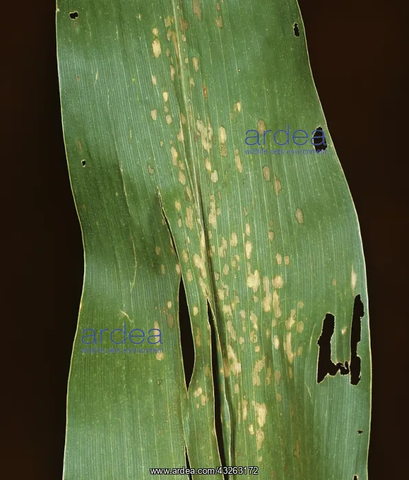 : Yellow Leaf Blight on a Corn leaf : Yellow Leaf Blight on a Corn leaf