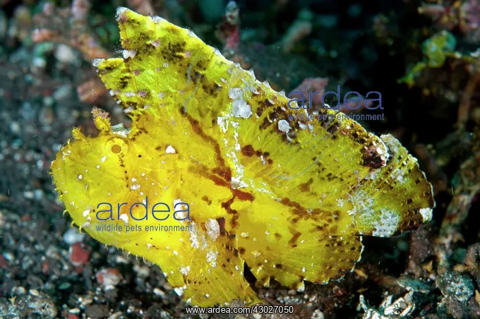: Yellow Leaf Scorpionfish : Yellow Leaf Scorpionfish