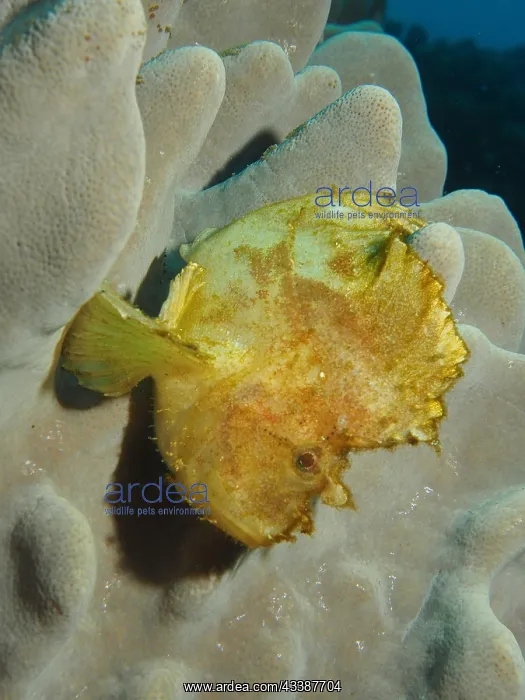  : Yellow leaf scorpionfish (Taenianotus triacanthu