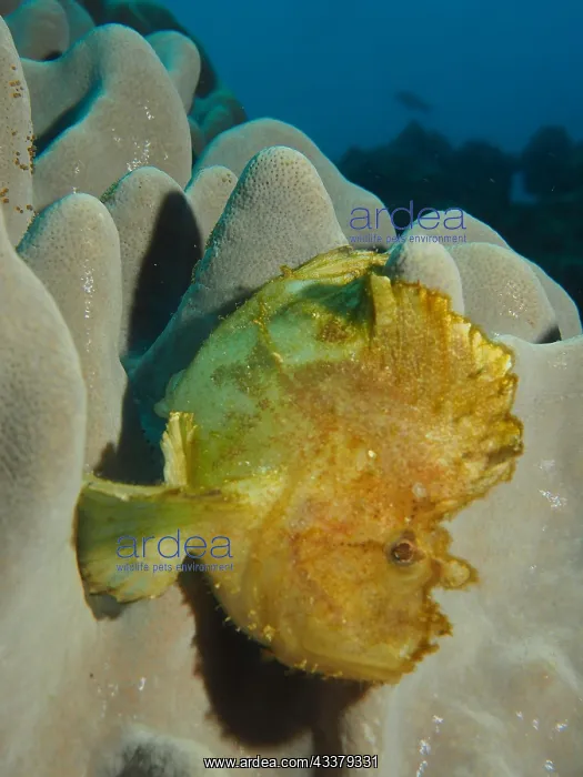 : Yellow leaf scorpionfish (Taenianotus triacanthus) : Yellow leaf scorpionfish (Taenianotus triacanthus)