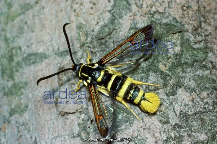 : Yellow-legged Clearwing Moth : Yellow-legged Clearwing Moth