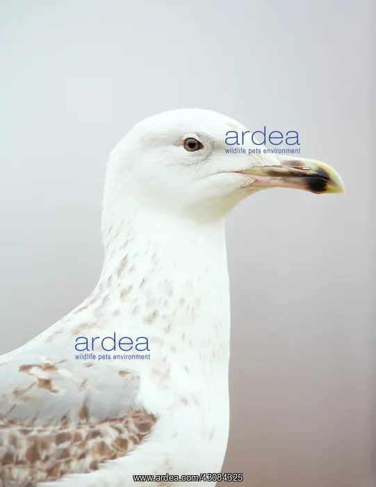 : Yellow-legged Gull : Yellow-legged Gull