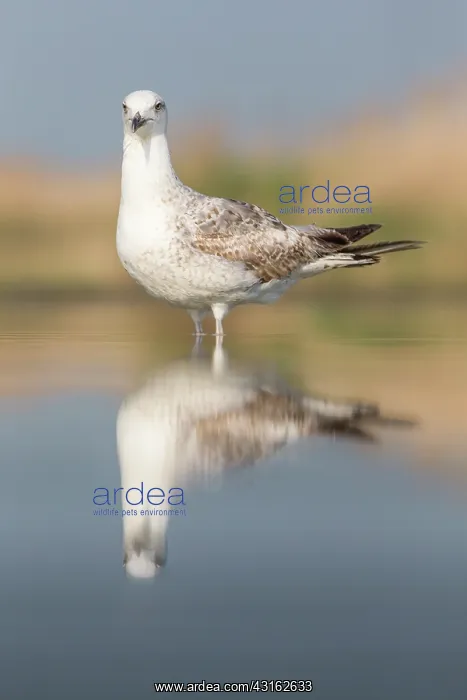 : Yellow-legged Gull : Yellow-legged Gull