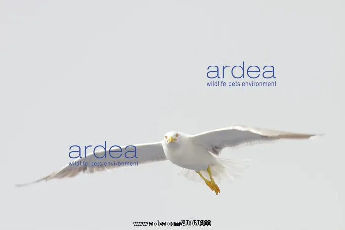 : Yellow-legged Gull : Yellow-legged Gull