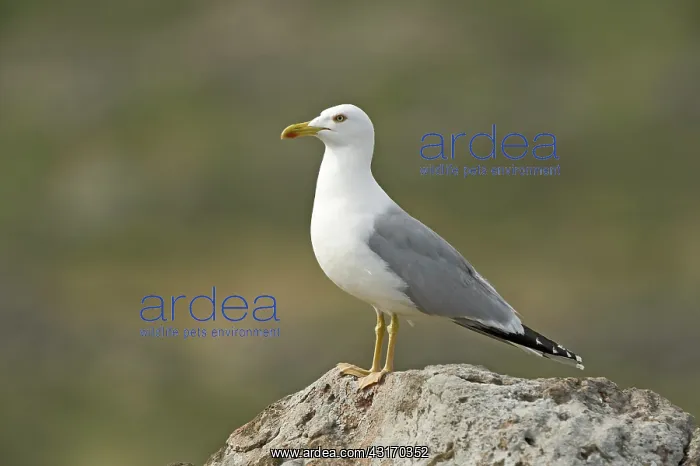 : Yellow-legged Gull : Yellow-legged Gull