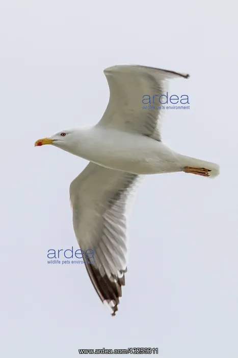 : Yellow-Legged Gull adult in flight : Yellow-Legged Gull adult in flight
